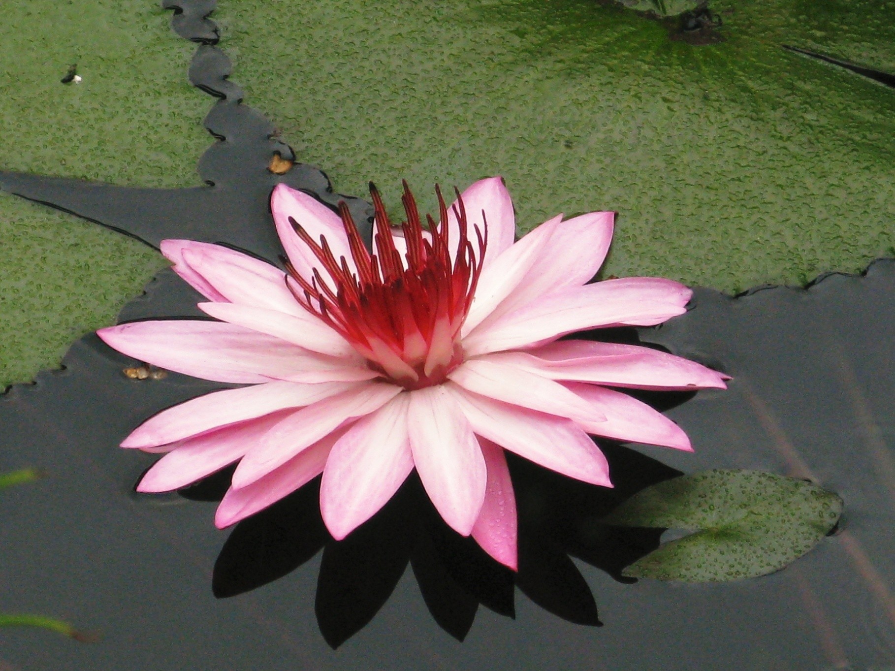 lotus flower